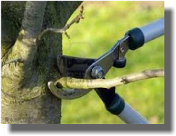 Pruners