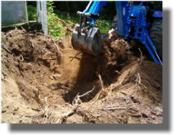 Stump Removal