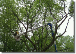 Tree Trimming