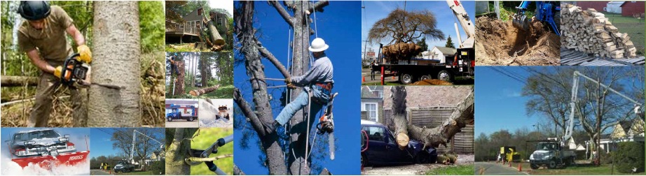 Jim's Tree Service Banner